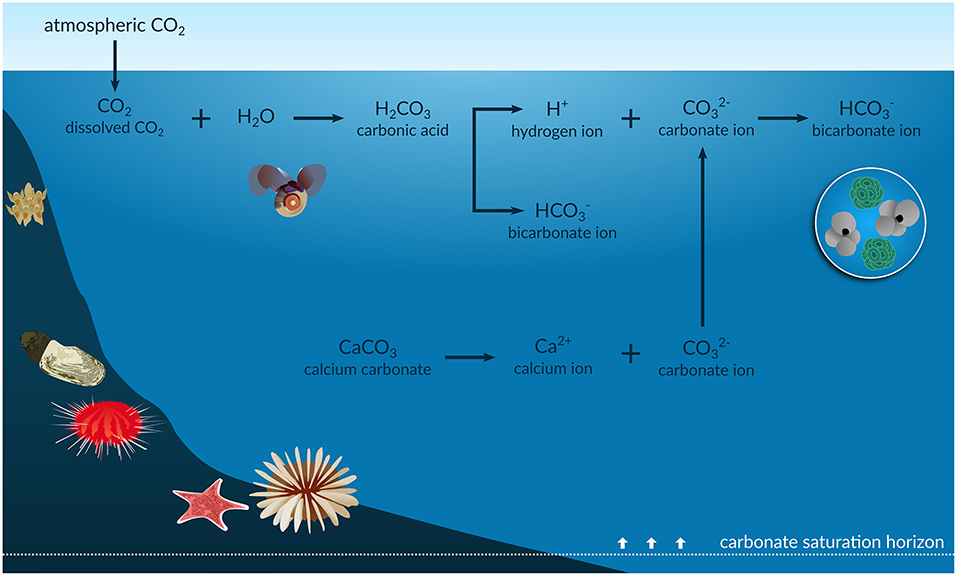 Infographic of the ocean acidification process