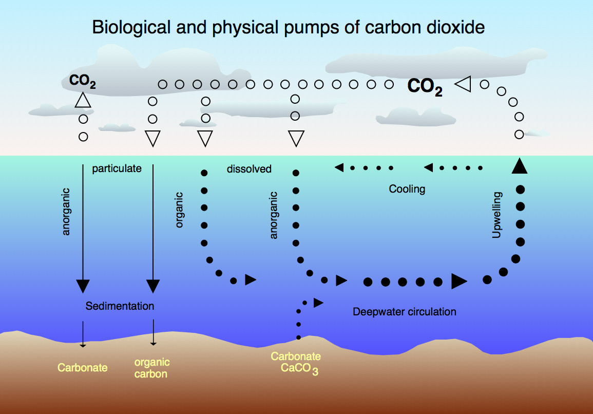 The CO2 cycle between the atmosphere and the ocean